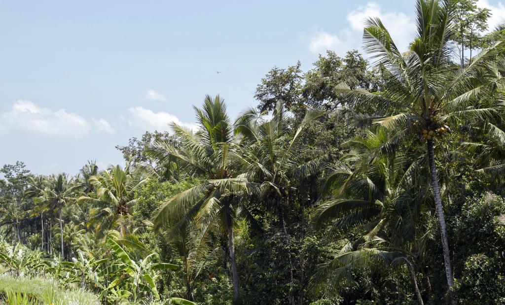 Graha Rusni Villa Ubud Eksteriør billede